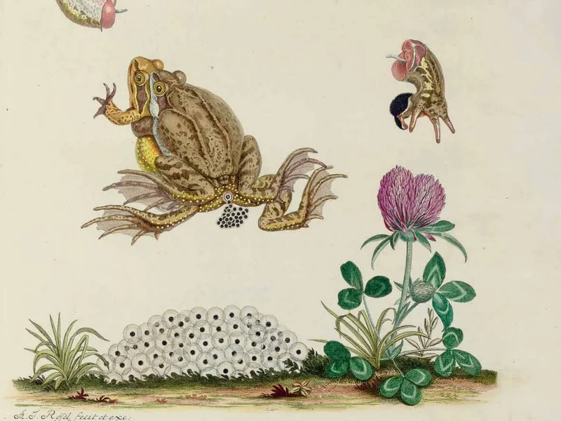 1705-August Johann Rösel von Rosenhof - La storia naturale delle rane